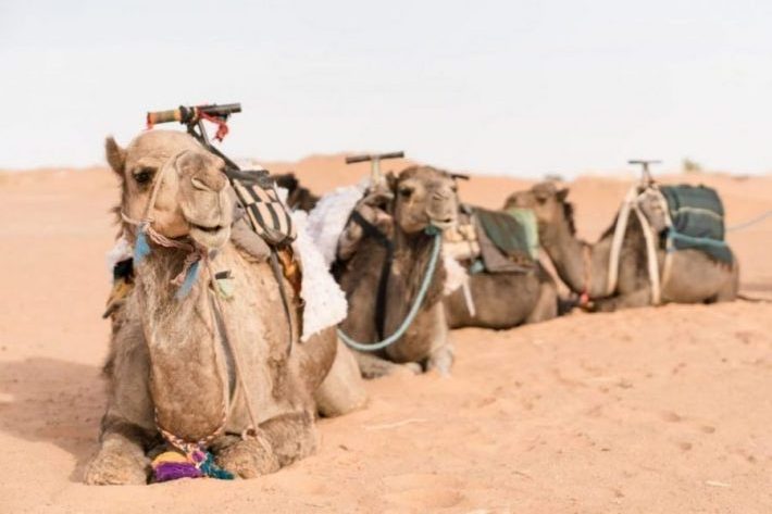 5 días - Tour Desierto desde Marrakech por Zagora