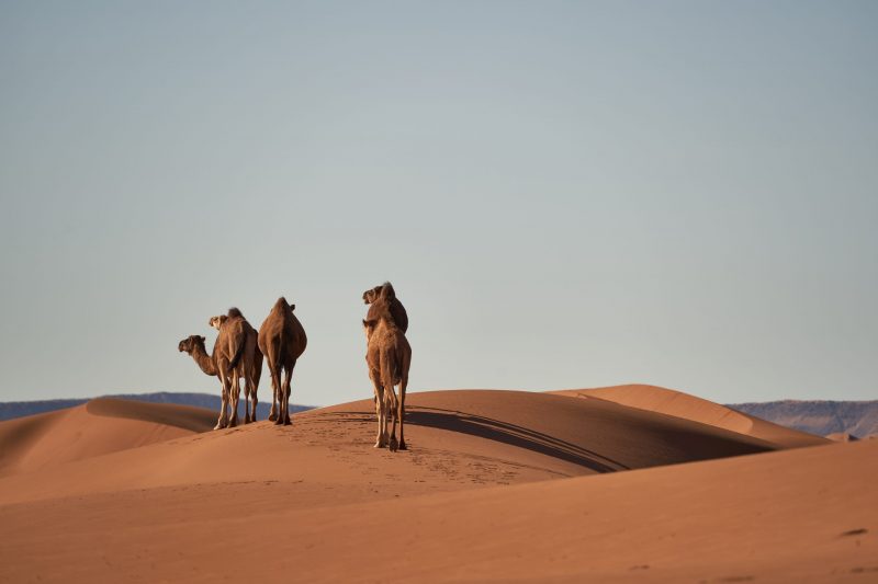 12 Días - Desde Tánger al desierto de Sahara